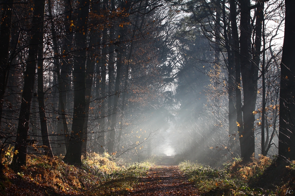 " Lumière d'hiver en forêt "