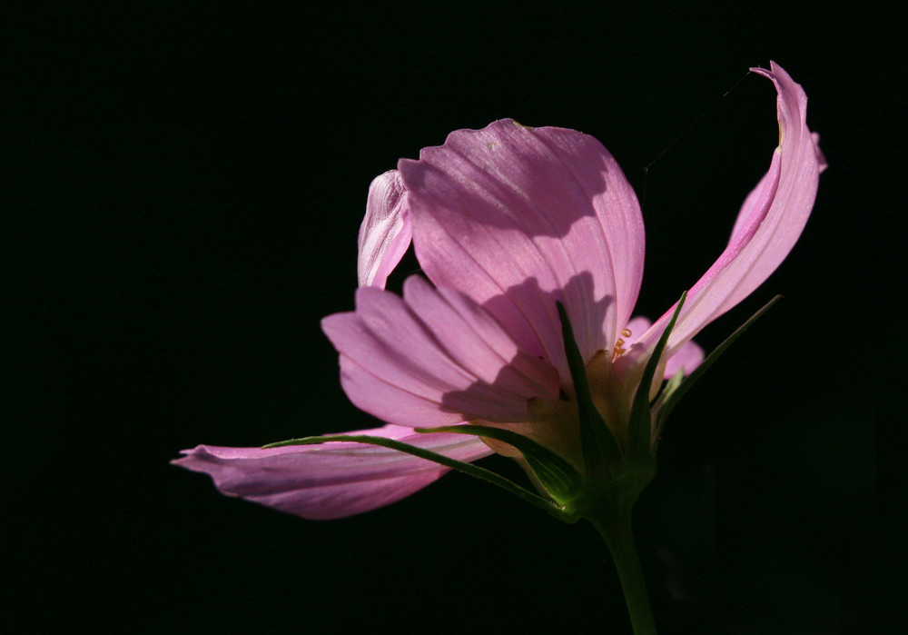 Lumière du matin