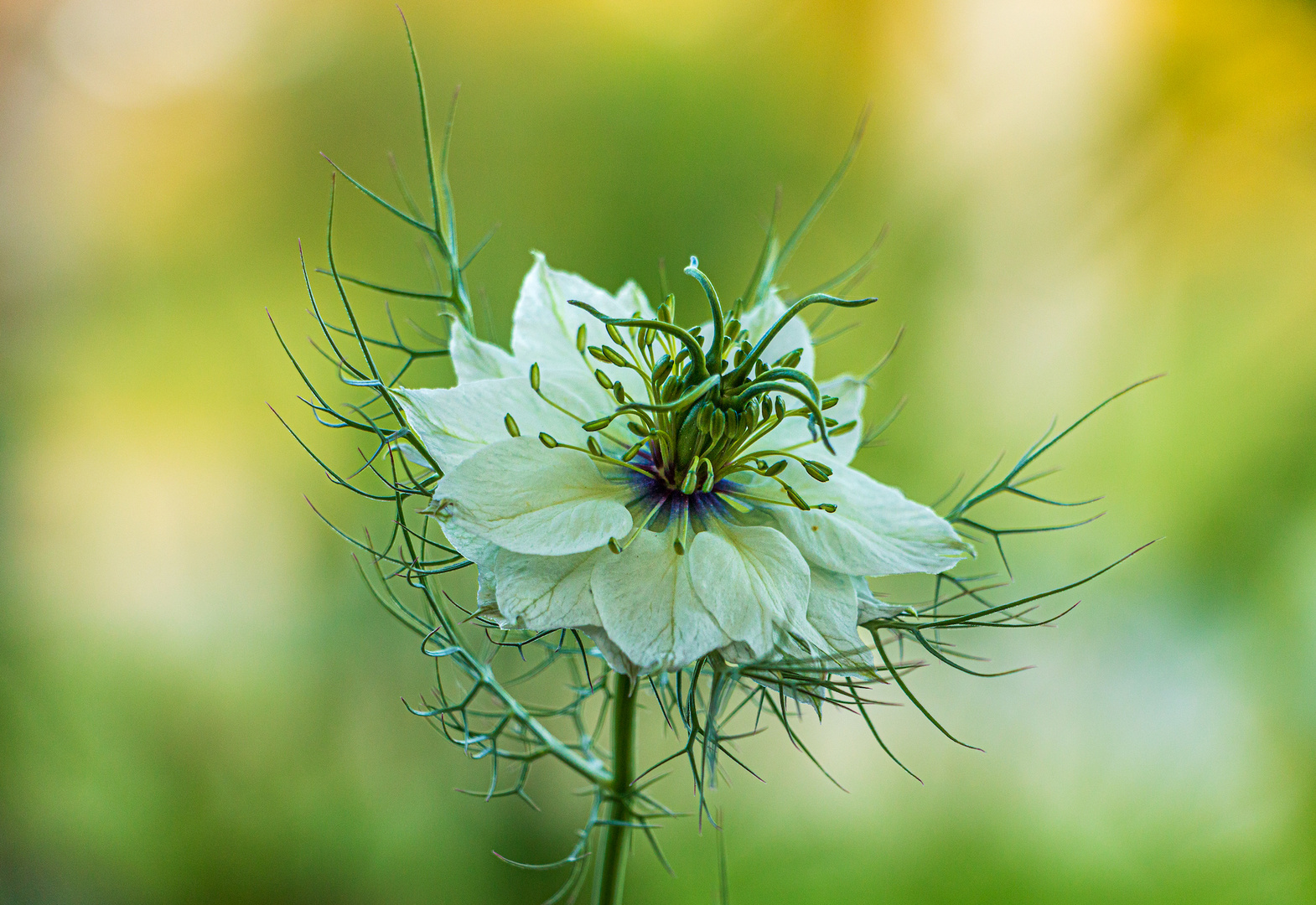 lumière du soir sur nigelle de Damas.