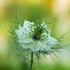 lumière du soir sur nigelle de Damas.