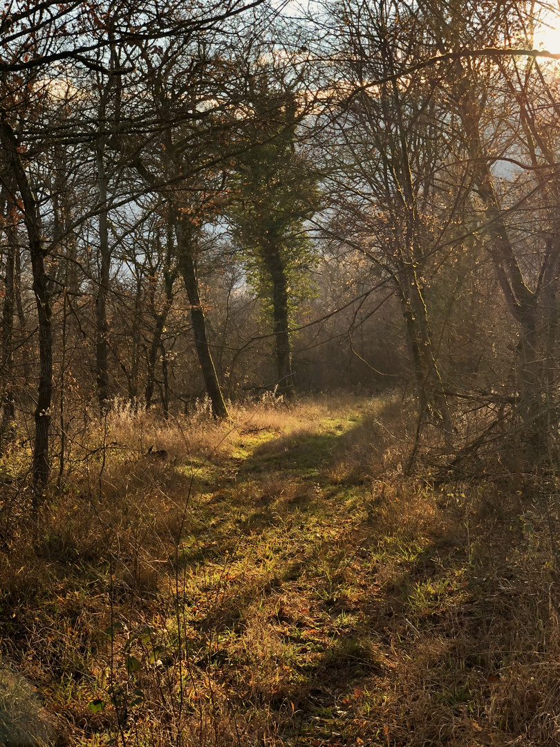 Lumière en sous-bois