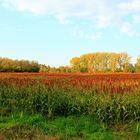 Lumière et couleur d'automne .