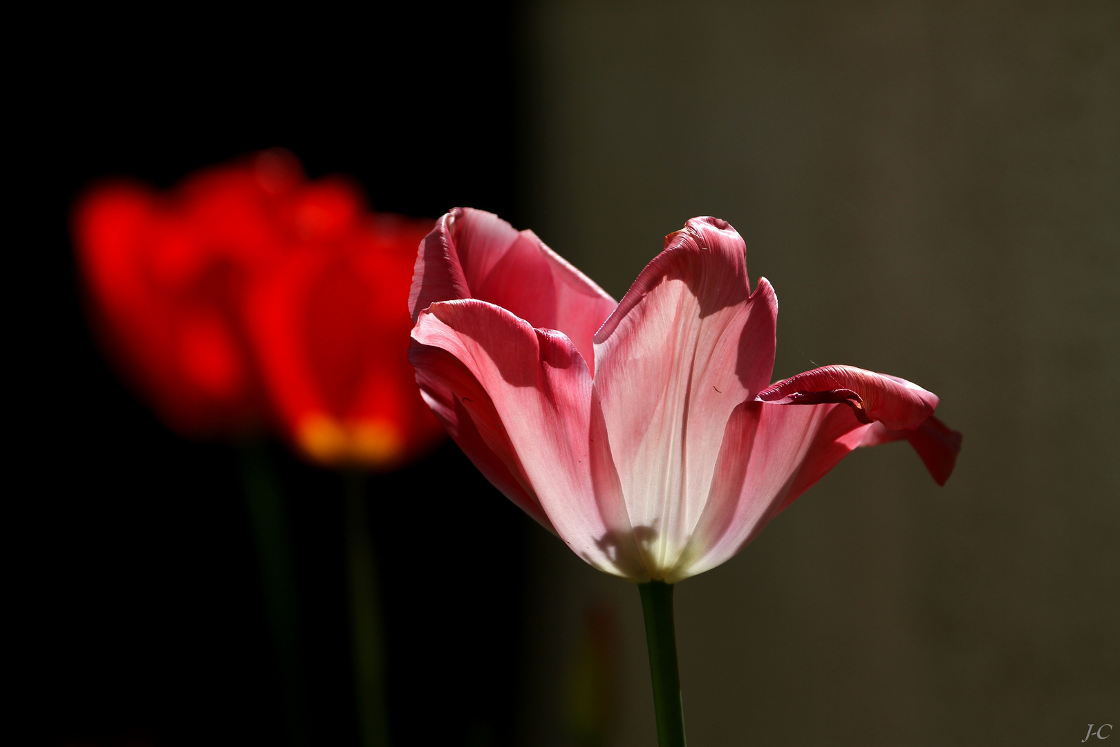 " Lumière et couleurs "