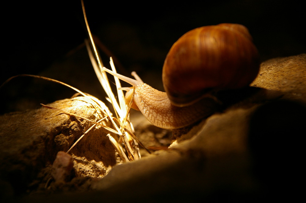 Lumière et Escargot