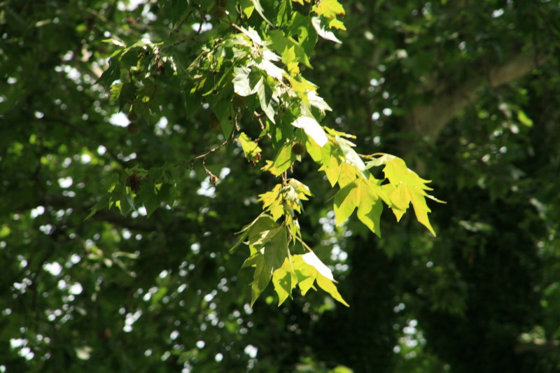 Lumière et feuilles d'érable