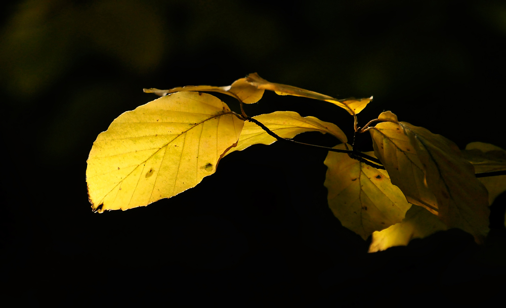 .....Lumière et ombre.....