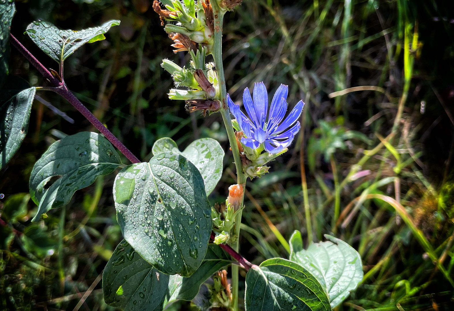 Lumière sur fleur de chicorée