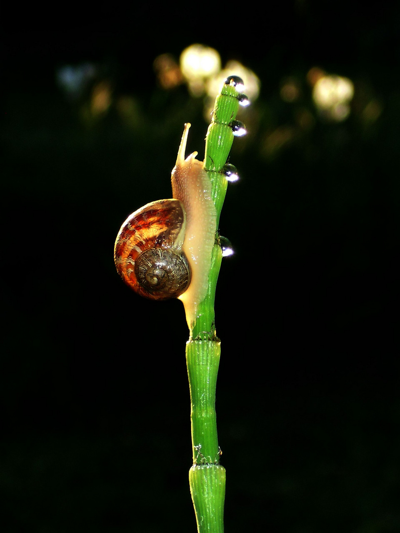 Lumière sur gastéropode.