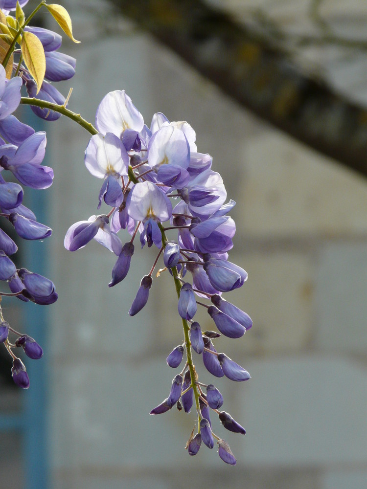 lumière sur la glycine