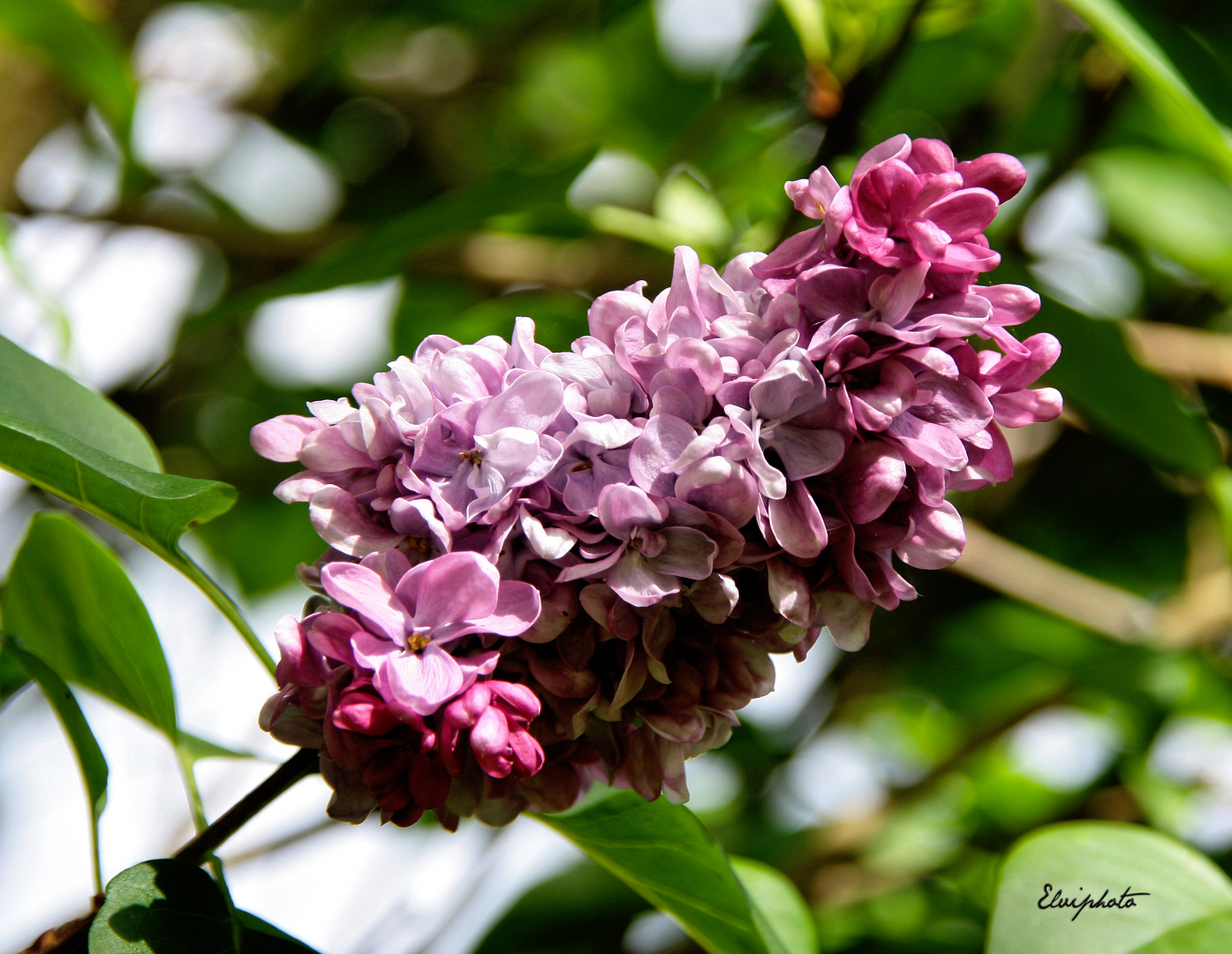 Lumière sur le lilas