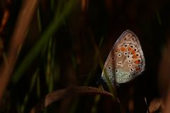 lumière sur les ailes 