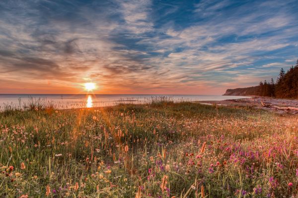 Lumière sur les fleurs sauvages