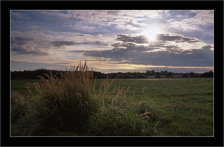 Lumière sur les graminées