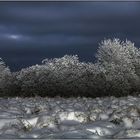 Lumière sur les Hautes Fagnes