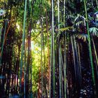 Lumières dans la bambouseraie