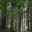 Lumières dans la forêt