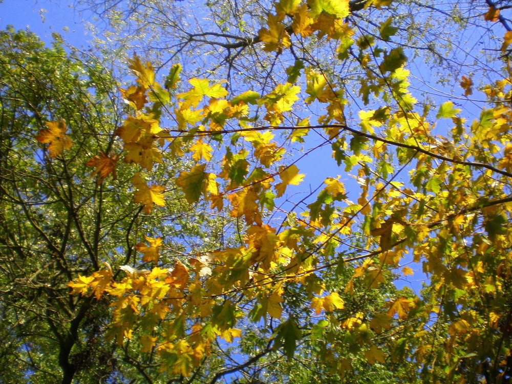 Lumieres d'automne dans les arbres 2