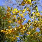 Lumieres d'automne dans les arbres 2