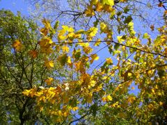 Lumieres d'automne dans les arbres 2