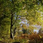 Lumieres d'automne dans les arbres 3