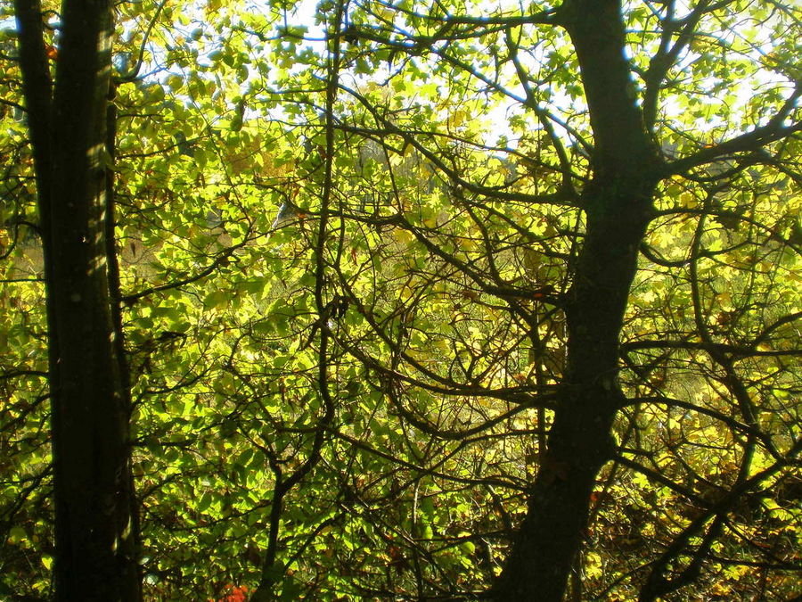 Lumieres d'automne dans les arbres