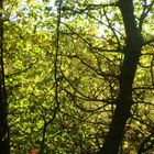 Lumieres d'automne dans les arbres