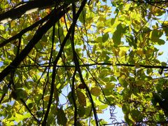 Lumieres d'automne dans les arbres 4