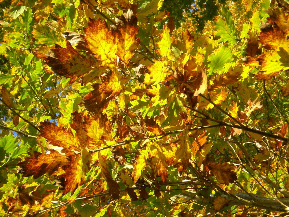 Lumieres d'automne dans les arbres 5