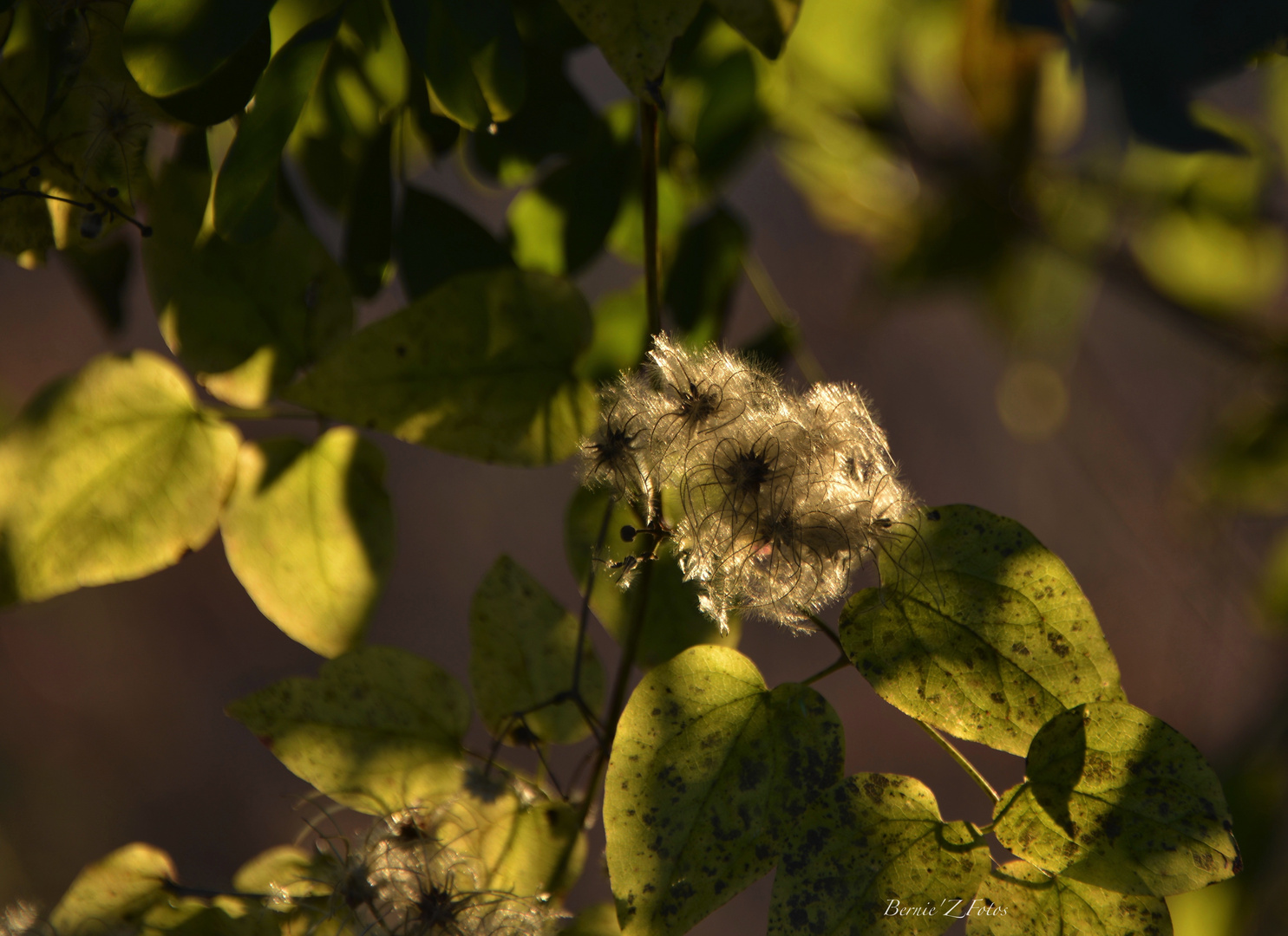 lumières d'automne