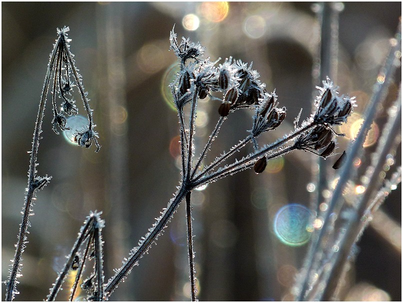 * lumières de l'hiver *