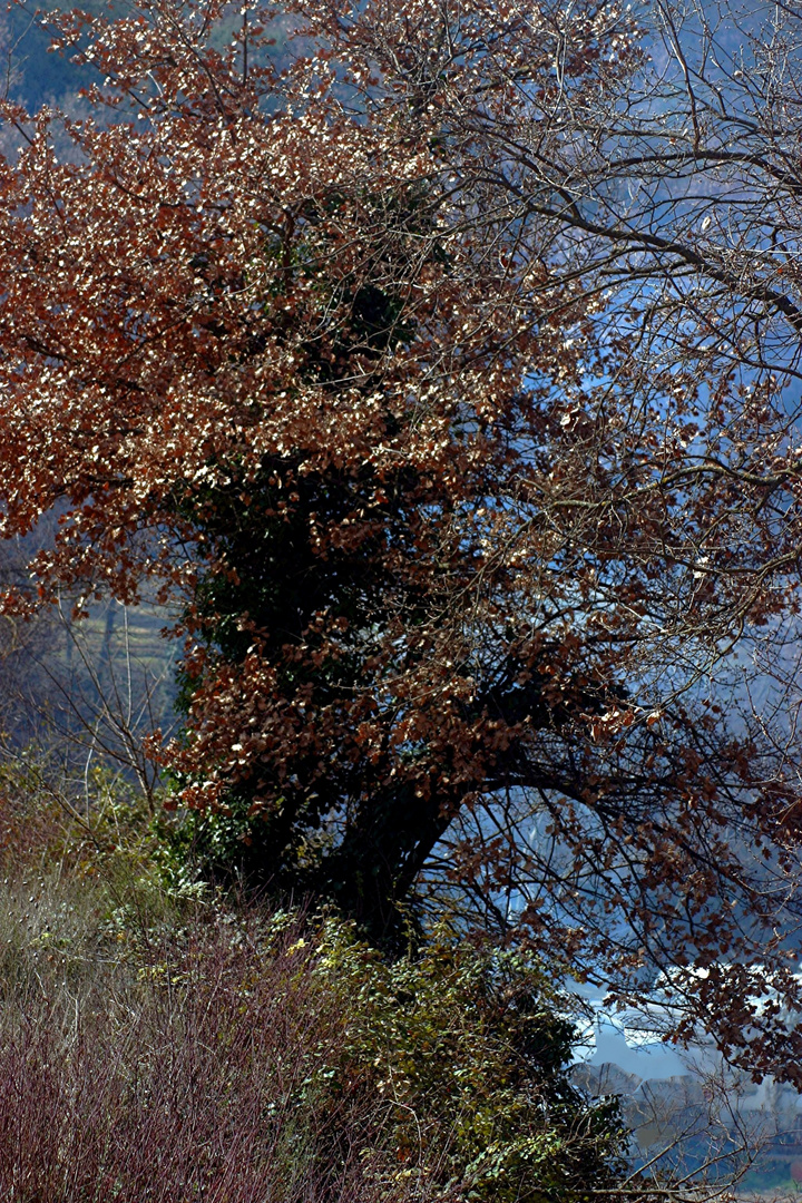 LUMIERES DE PROVENCE LE CHÊNE DE L'AUZON