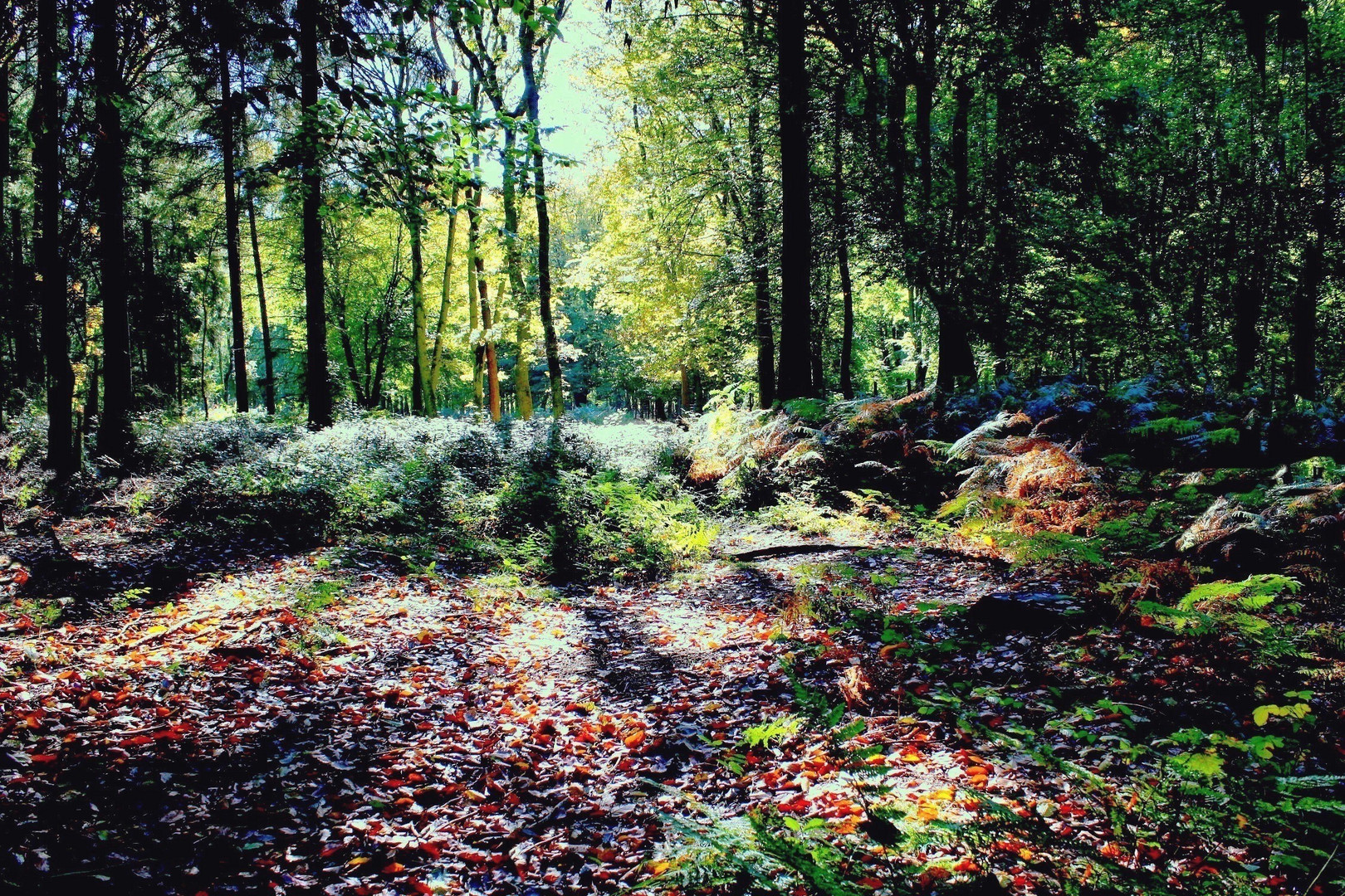 Lumières en forêt