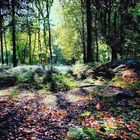 Lumières en forêt