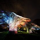 Luminale 2012 - Engelstrompete - Datura I