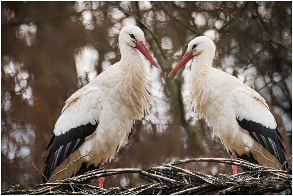 Luminar Spielerei mit Storch