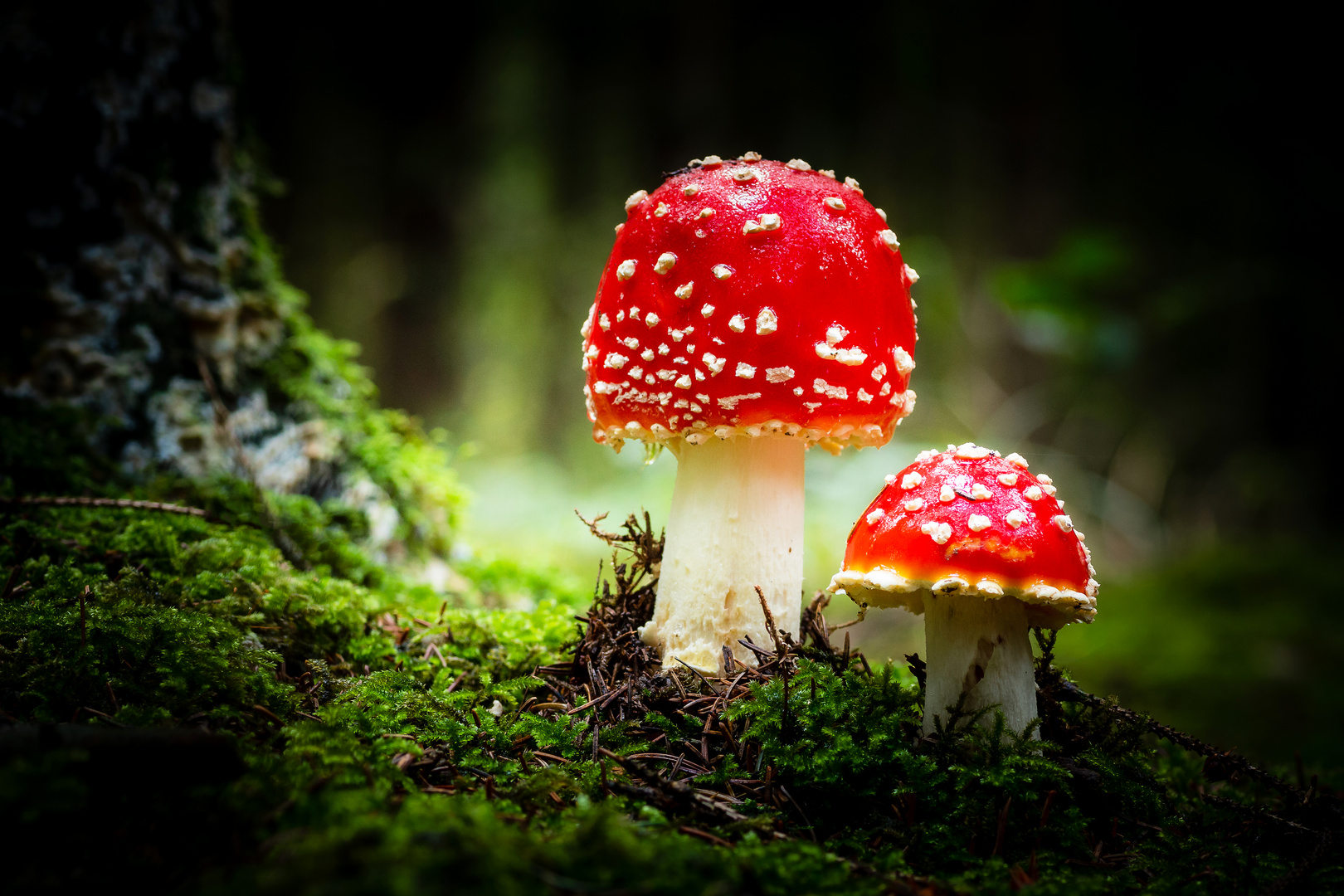 Luminescence - Amanita muscaria