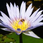 Luminescent Lilly