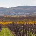 Lumineuses vignes