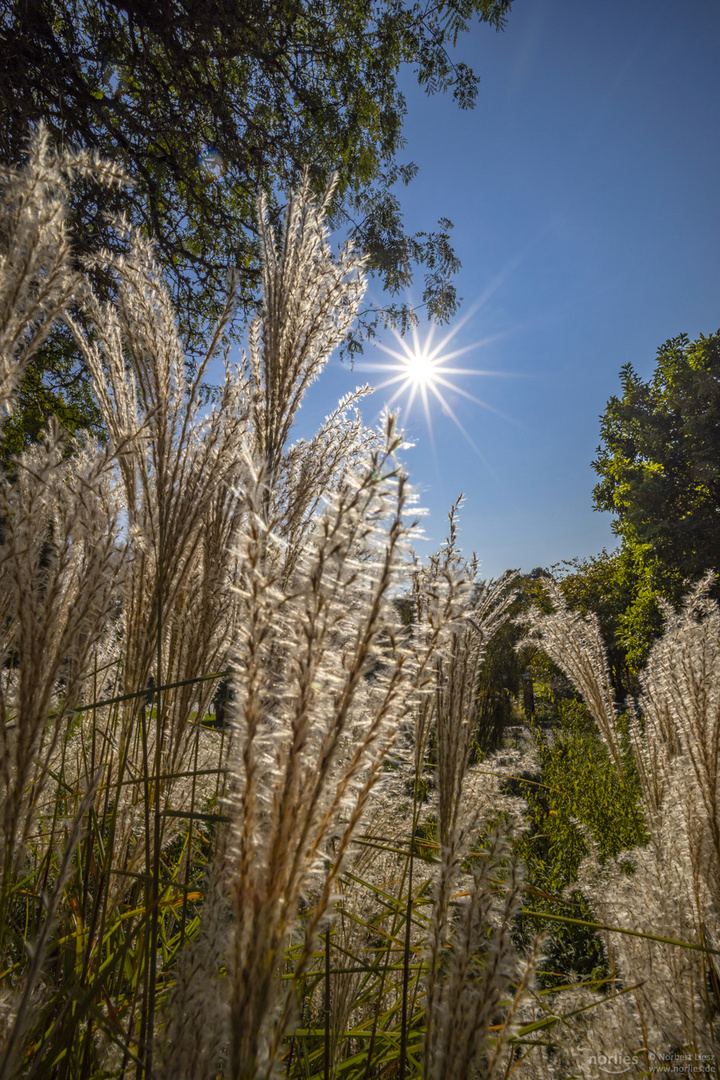 luminous gras