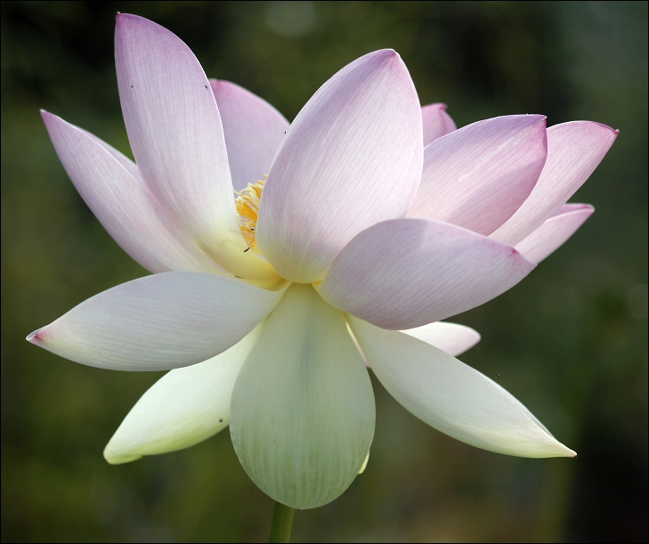 Luminous lotus