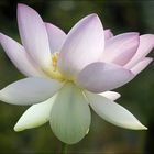 Luminous lotus