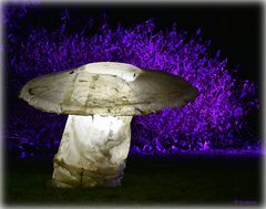 luminous mushroom