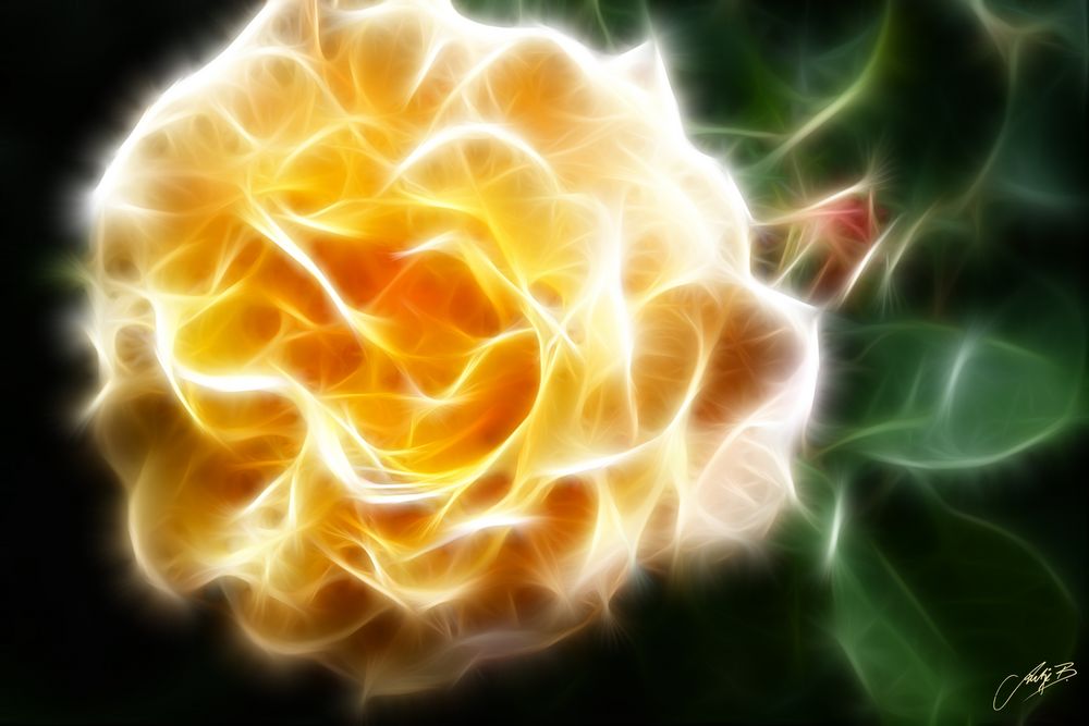luminous rose