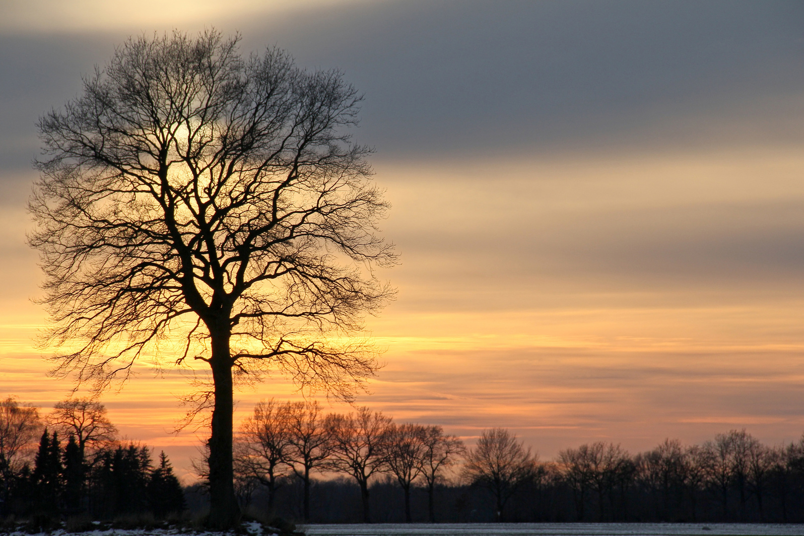 Luminous tree