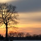 Luminous tree