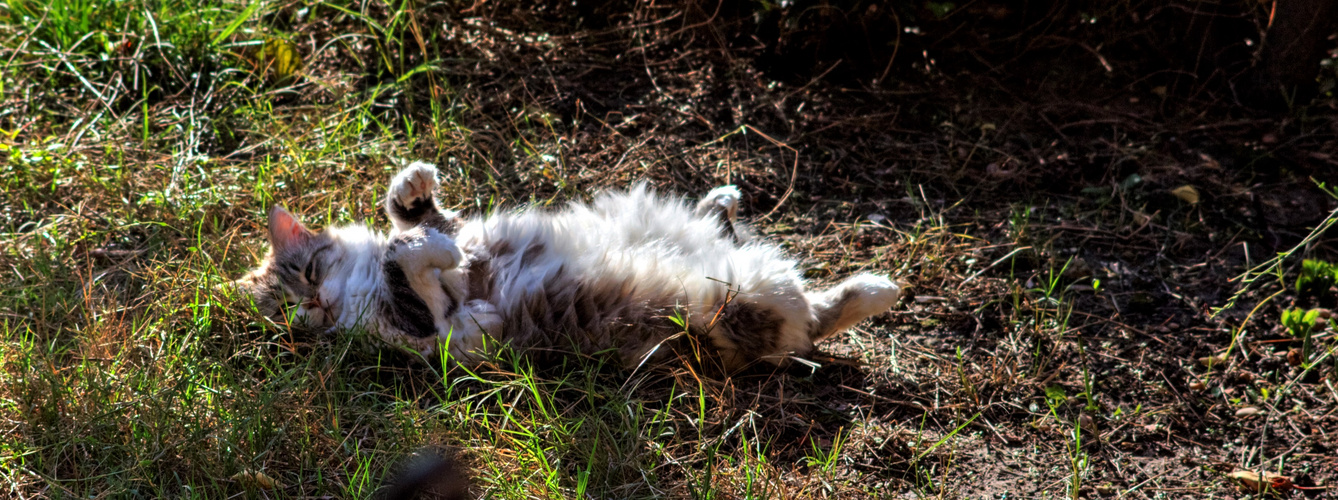 LUMIÈRE SUR LE CHAT