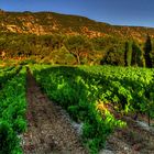 LUMIÈRE SUR LE LUBERON