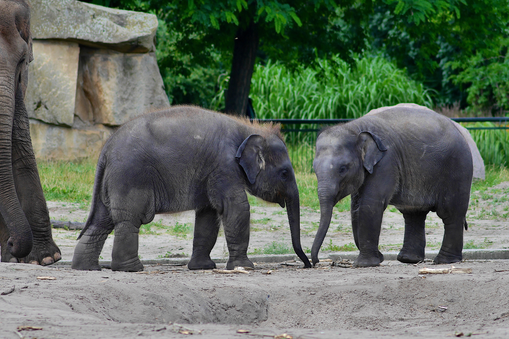 Lumix G6 mit Canon FD 200mm 4.0/ Elefant