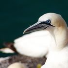 Lumme, äh Basstölpel auf Helgoland 1