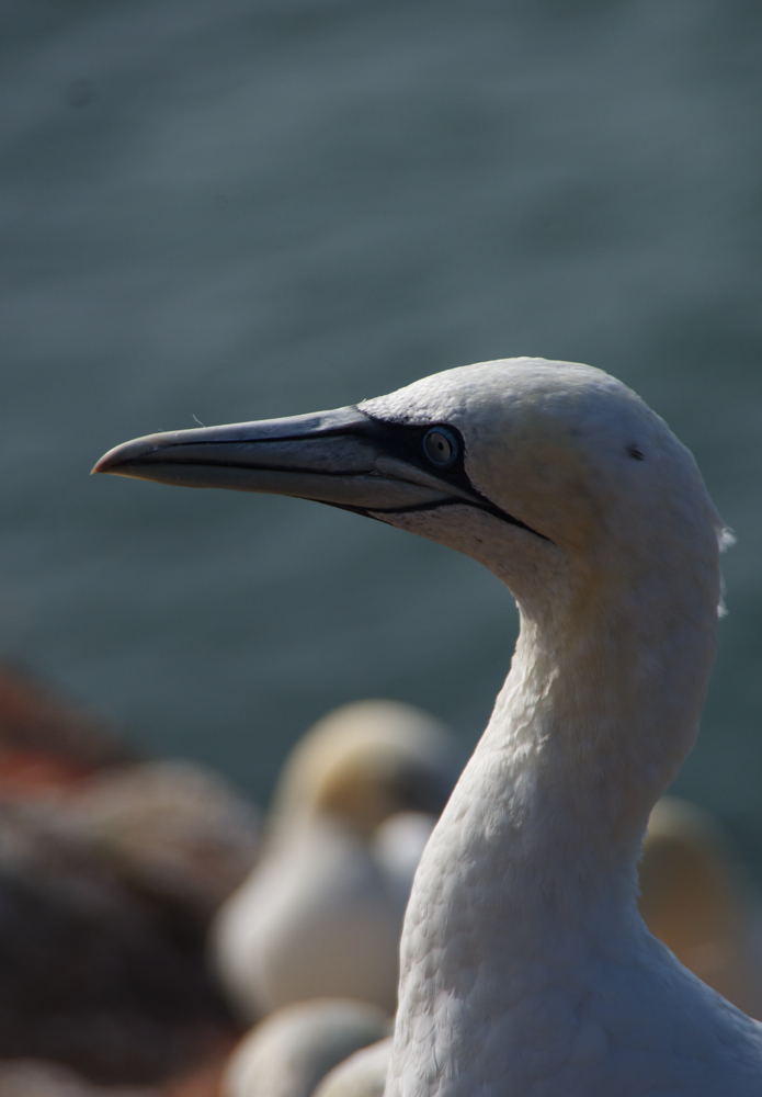 Lumme, äh Basstölpel auf Helgoland 2